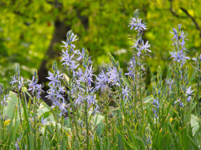 Prærielilje, Camassia cusickii